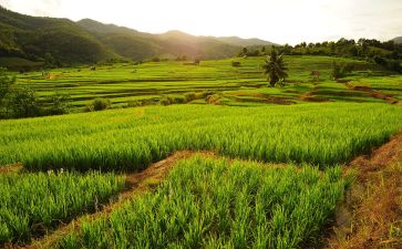 Agricultural Monitoring & Early Warning System